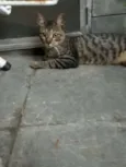 Tigrinho