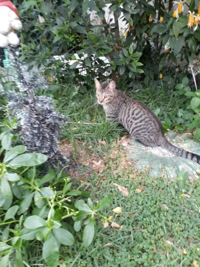 Gato ra a Mestiço idade 1 ano nome Tigrinho