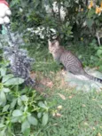 Tigrinho