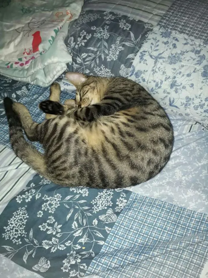 Gato ra a Mestiço idade 1 ano nome Tigrinho