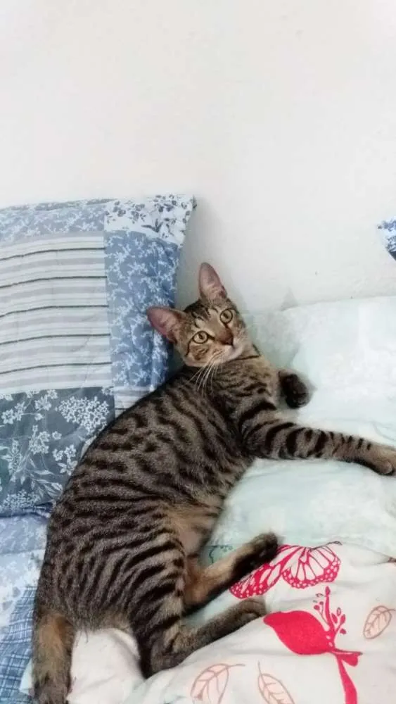 Gato ra a Mestiço idade 1 ano nome Tigrinho