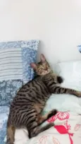 Tigrinho