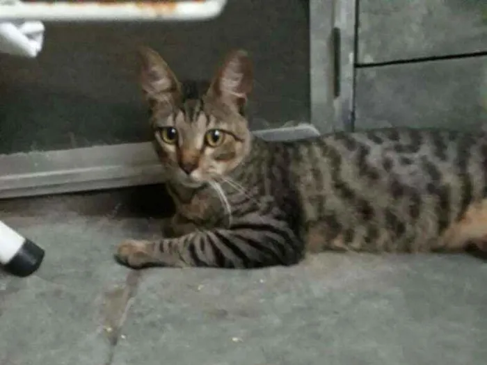 Gato ra a Mestiço idade 1 ano nome Tigrinho