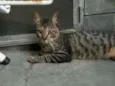Tigrinho