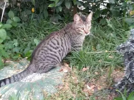 Gato ra a Mestiço idade 1 ano nome Tigrinho
