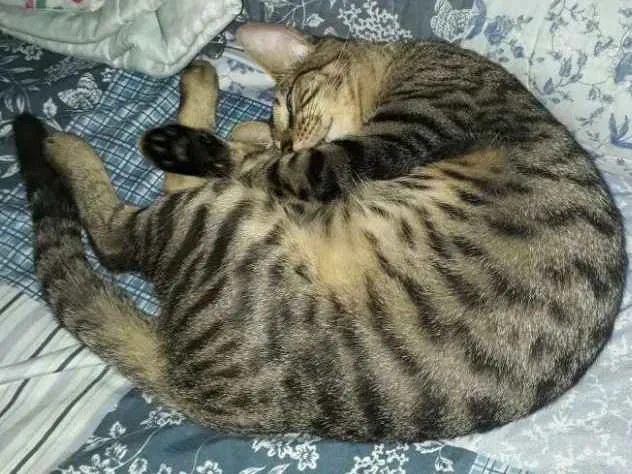 Gato ra a Mestiço idade 1 ano nome Tigrinho