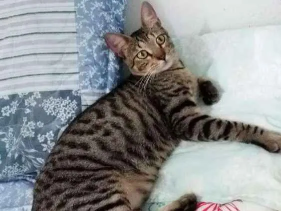 Gato ra a Mestiço idade 1 ano nome Tigrinho