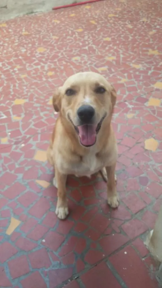 Cachorro ra a Vira lata  idade 2 anos nome Fredy