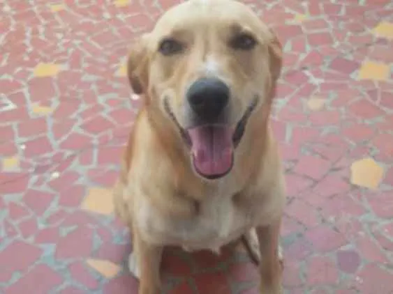 Cachorro ra a Vira lata  idade 2 anos nome Fredy