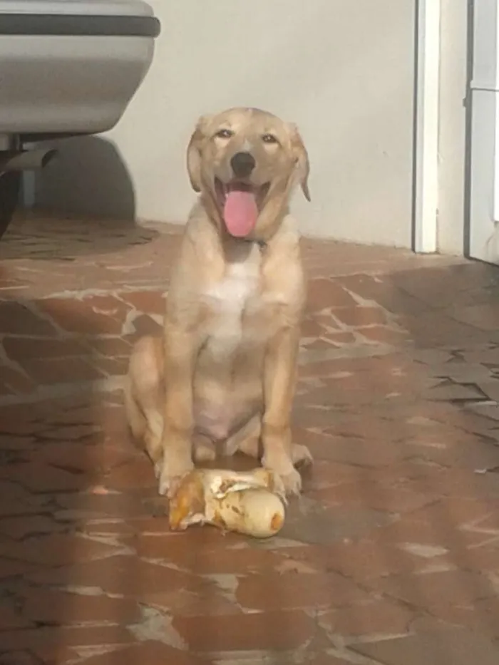 Cachorro ra a Vira lata  idade 2 anos nome Fredy