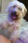 Ema