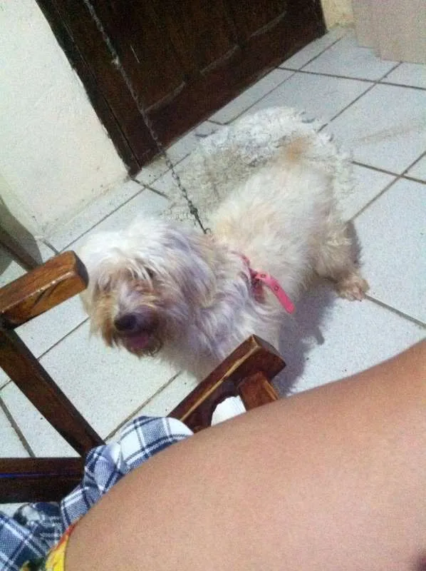Cachorro ra a Poodle idade 1 ano nome Ema