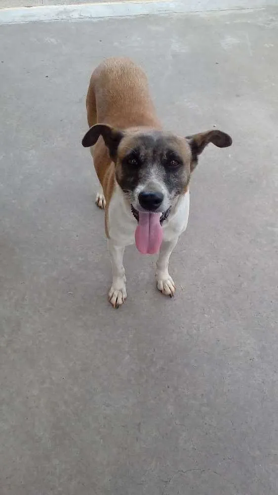 Cachorro ra a Indefinida  idade 6 ou mais anos nome Princesa