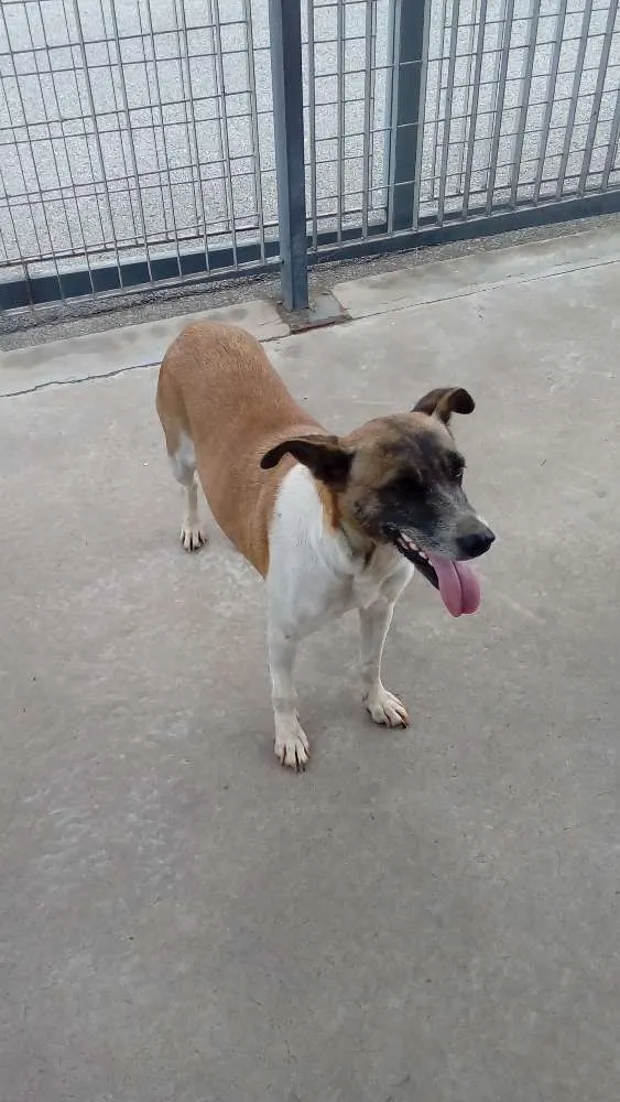 Cachorro ra a Indefinida  idade 6 ou mais anos nome Princesa
