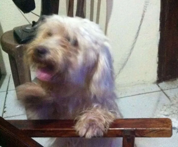 Cachorro ra a Poodle idade 1 ano nome Ema
