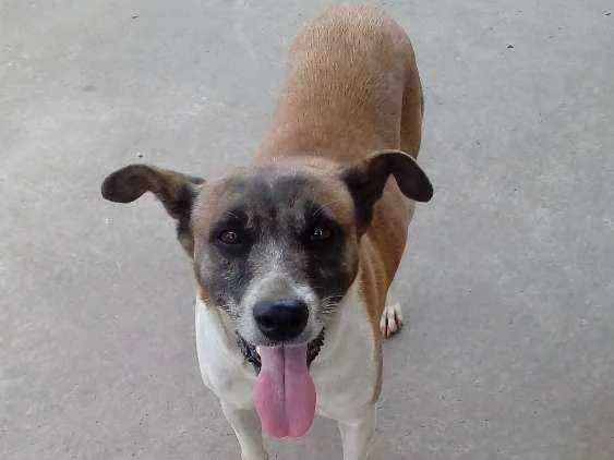 Cachorro ra a Indefinida  idade 6 ou mais anos nome Princesa