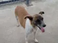 Princesa