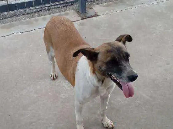 Cachorro ra a Indefinida  idade 6 ou mais anos nome Princesa