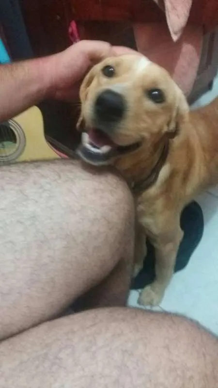 Cachorro raça Labrador idade 7 a 11 meses nome Rick