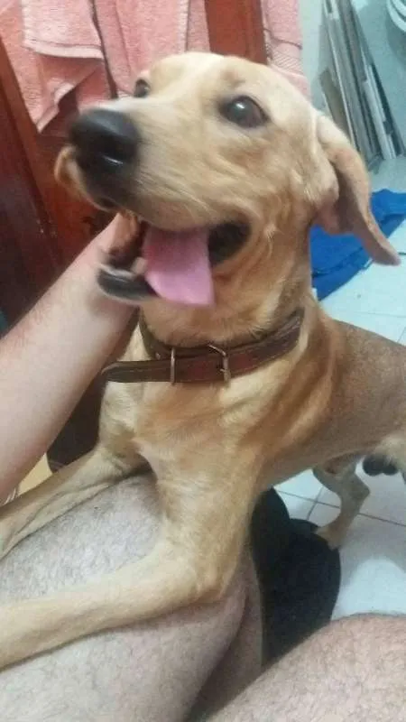 Cachorro raça Labrador idade 7 a 11 meses nome Rick