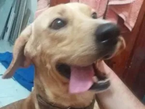 Cachorro raça Labrador idade 7 a 11 meses nome Rick