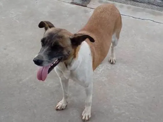 Cachorro ra a Indefinida  idade 6 ou mais anos nome Princesa