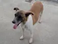 Princesa