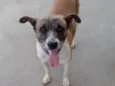 Princesa