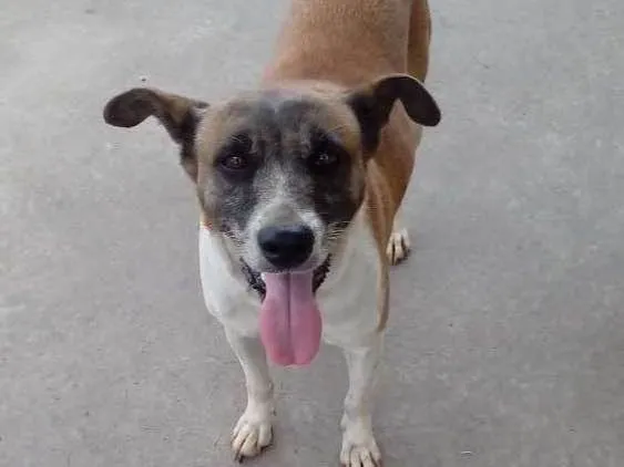 Cachorro ra a Indefinida  idade 6 ou mais anos nome Princesa