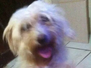 Cachorro raça Poodle idade 1 ano nome Ema