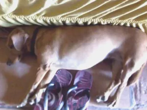 Cachorro raça Comum idade 1 ano nome Mel