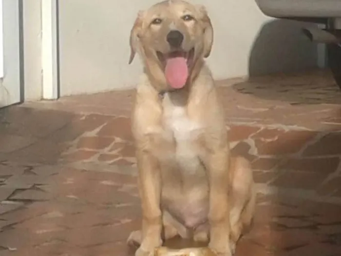 Cachorro ra a Vira lata  idade 2 anos nome Fredy