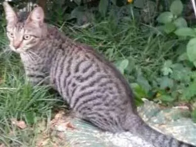 Gato ra a Mestiço idade 1 ano nome Tigrinho
