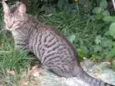 Tigrinho