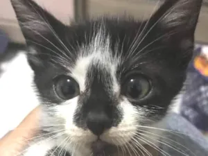 Gato raça SRD idade 2 a 6 meses nome Chiquinha e Gotinha