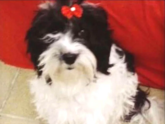 Cachorro ra a Mistura idade 5 anos nome Mel