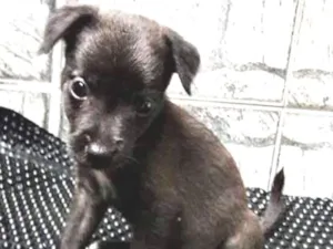 Cachorro raça SRD idade 2 a 6 meses nome Drax