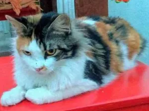 Gato raça Mestiça persa idade 1 ano nome Chica