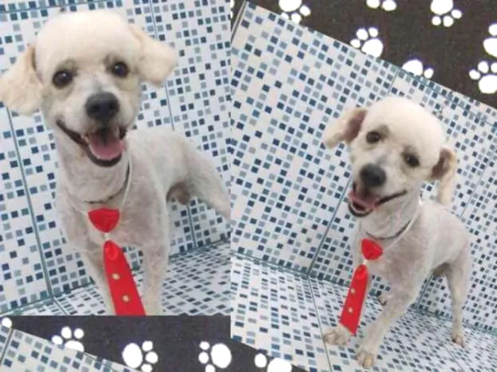 Cachorro ra a Poodle  idade 4 anos nome Bob