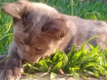 Gato ra a Srd idade Abaixo de 2 meses nome Panteras