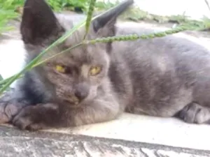 Gato raça Srd idade Abaixo de 2 meses nome Panteras