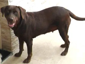Cachorro raça Labrador idade 4 anos nome Sasha
