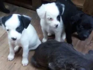 Cachorro raça 2 geraçao de poodle mestiço idade Abaixo de 2 meses nome sem nomes
