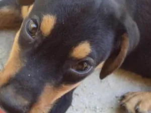Cachorro raça vira lata idade 2 a 6 meses nome maike