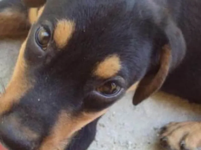 Cachorro ra a vira lata idade 2 a 6 meses nome maike