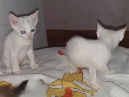 Gato ra a Tomba tudo idade Abaixo de 2 meses nome Mialmial