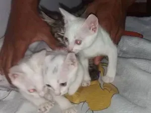 Gato raça Tomba tudo idade Abaixo de 2 meses nome Mialmial