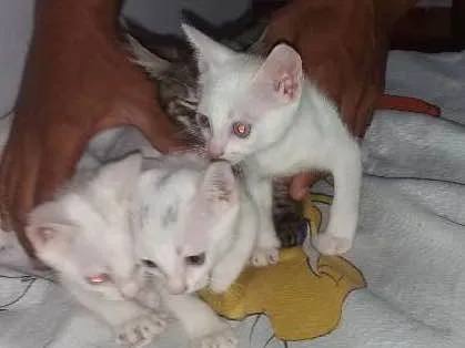Gato ra a Tomba tudo idade Abaixo de 2 meses nome Mialmial
