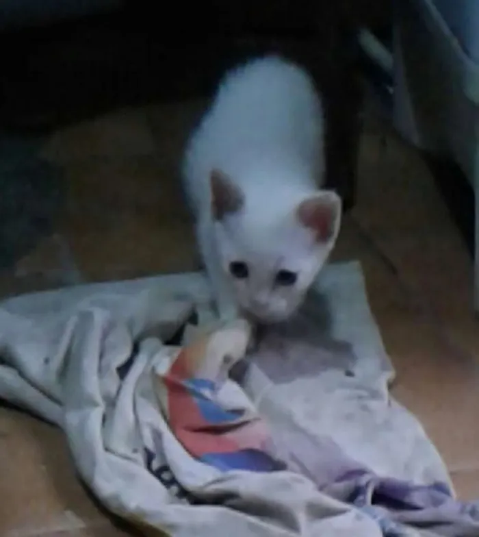 Gato ra a Srd idade Abaixo de 2 meses nome Sem nome 