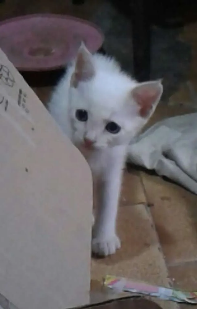 Gato ra a Srd idade Abaixo de 2 meses nome Sem nome 